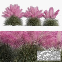 3d-модель Розовая трава Muhlenbergia Capillari