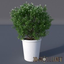 3d-модель Современный зеленый цветок в горшке