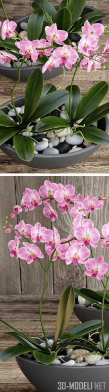 Розовая орхидея в плоском горшке