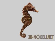 3d-модель Морской конек