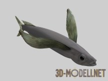 3d-модель Рыбка Parexocoetioes