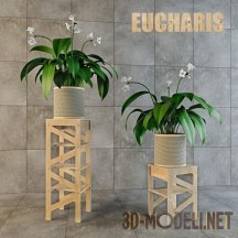 3d-модель Растение эухарис на подставке