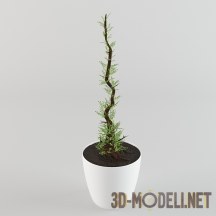 3d-модель Высокое растение в круглом белом горшке