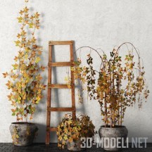 3d-модель Набор растений с лестницей