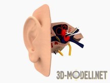 3d-модель Человеческое ухо