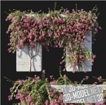 3d-модель Куст Bougainvillea