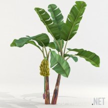 3d-модель Банан с гроздью плодов