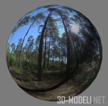 Сосновый лес – HDR карта