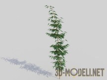 3d-модель Бамбук