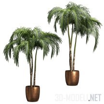 3d-модель Пальмы в горшках