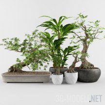 3d-модель Растения в японском стиле