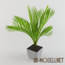 3d-модель Развесистая кокосовая пальма