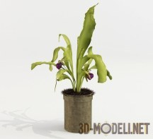 3d-модель Орхидея с двумя фиолетовыми цветками