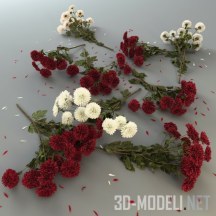 3d-модель Белые и красные хризантемы