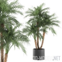 3d-модель Финиковая пальма в черном горшке