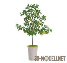 3d-модель Лимонное деревце с плодами