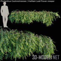 3d-модель Растение Phyllanthus Cochinchinensis