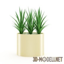 3d-модель Три драценоподобных растения