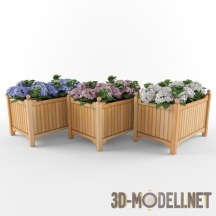 3d-модель Цветы гортензии