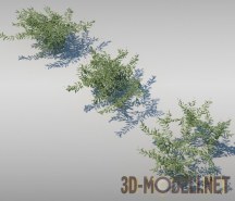 3d-модель Водное растение Рдест блестящий