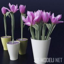 3d-модель Розовые тюльпаны в горшке