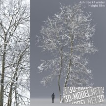 3d-модель Зимний ясень 18 м