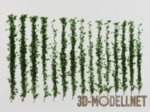 3d-модель «Живая стена» из плюща