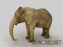 3d-модель Африканский слон