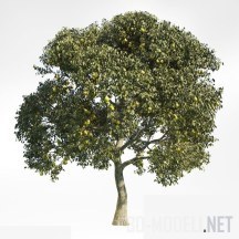 3d-модель Персиковое дерево
