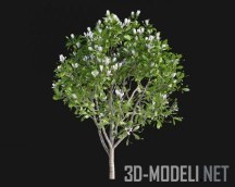 3d-модель Дерево магнолия
