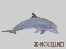 3d-модель Большой дельфин (Афалина)