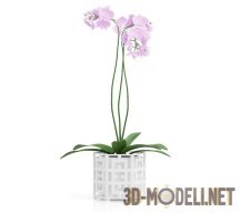 Нежно-розовый цветок орхидеи фаленопсис