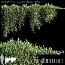 3d-модель 5 моделей лианы YAREENA Myoporum Parvifolium