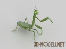 3d-модель Богомол