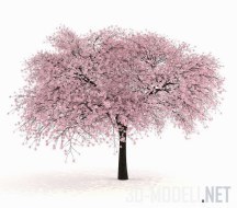 Цветущая сакура Prunus cerasus