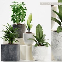 3d-модель 4 растения в разных горшках