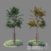 3d-модель Дерево лето-осень