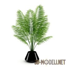 3d-модель Пышная комнатная пальма арека