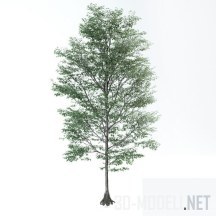 3d-модель Зрелое лиственное дерево