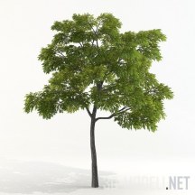 Дерево акации