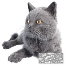 3d-модель Серый кот с желтыми глазами