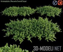 3d-модель Растение-«ковер» Arctostaphylos Manzanita
