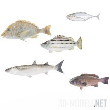 3d-модель Набор морских рыб