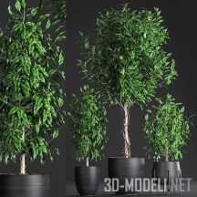 3d-модель Декоративные деревья для интерьера