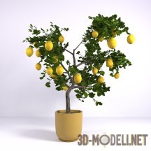 Лимонное дерево в горшке