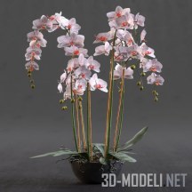 3d-модель Нежная розовая орхидея