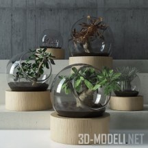 Растения в стеклянных вазах