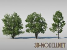 3d-модель Дерево ольха сибирская