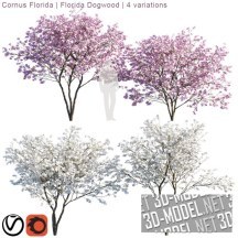 3d-модель Дерево Cornus Florida