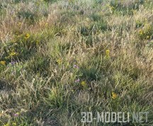 3d-модель Луг с летней и осенней травой